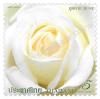 Rose 2009 Postage Stamp [Aroma, Emboss & Spot UV]