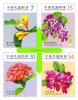 Flowers Postage Stamps (III)