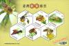 Bees of Taiwan Souvenir Sheet